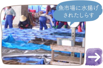 魚市場に水揚げされたしらす