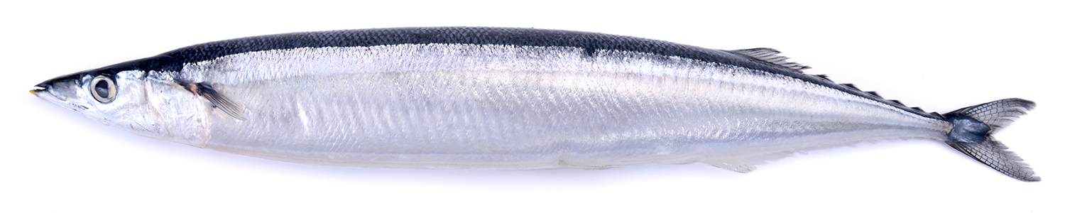 sanma10